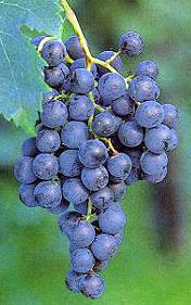 Uva merlot