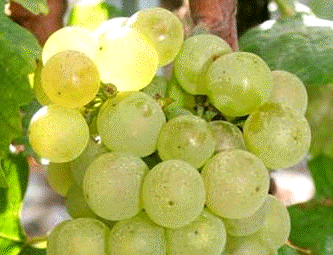 Uva Merseguera