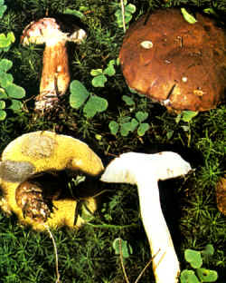 Detalles del creatóforo: Obsérvense las manchas azul-sucio que aparecen sobre el himenio, el cual se ha apretado con la punta de los dedos. Puede apreciarse, además, el color de los poros que tiende al amarillo-verdoso, y el trazado longitudinal que presenta la superficie del pie.