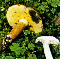 Detalles del creatóforo: Obsérvense las manchas azul-sucio que aparecen sobre el himenio, el cual se ha apretado con la punta de los dedos. Puede apreciarse, además, el color de los poros que tiende al amarillo-verdoso, y el trazado longitudinal que presenta la superficie del pie.