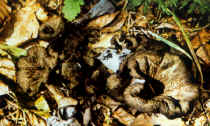 Cantharellus (craterellus) cornucop.