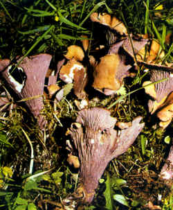 La seta en detalle: Puede observarse la superficie himenial constituida a base de nervaduras gruesas que pueden asemejarse a los pliegues de una Clavaria truncata a la cual se parece en su aspecto general.