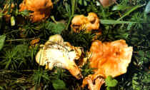 Cantharellus friesii