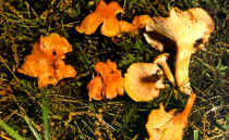 Cantharellus friesii