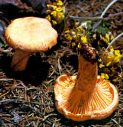 Se puede confundir con Cantharellus cibarius reproducida en esta ilustración, que, sin embargo, presenta un color más claro, tamaño mayor y forma más regular.