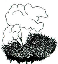 En el dibujo, se ha querido resaltar el aspecto particularmente irregular de esta especie y la tendencia del pie a atenuarse hacia la base; así como también, su preferencia por los lugares musgosos.