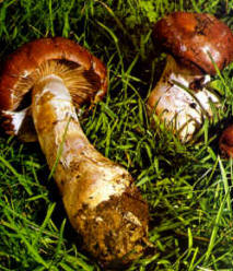 Detalles del carpóforo: Esta ilustración pone bien en evidencia que el color puede tener tonalidades violetas; además se observa el margen con arrugas y también la tonalidad blanco-violeta que presenta corrientemente la cortina.