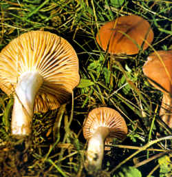 La seta comparada: La especie aquí se compara con H. Ieporinus; muy similar pero menos llamativo en las nervaduras transversales, con el sombrero más decorado y con el centro del mismo de un color más intenso. También es comestible.