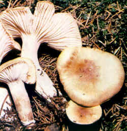 La seta comparada: La especie aquí se compara con H. Ieporinus; muy similar pero menos llamativo en las nervaduras transversales, con el sombrero más decorado y con el centro del mismo de un color más intenso. También es comestible.