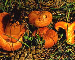 Níscalo (Lactarius deliciosus)