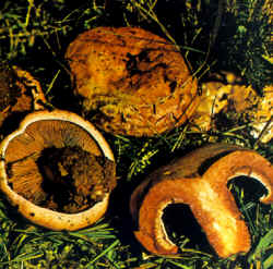 Variantes de la especie: La seta puede presentarse también con forma más abierta, con margen levantado casi a manera de embudo. Sin embargo, mantiene el borde incurvado. El color del sombrero es más claro.