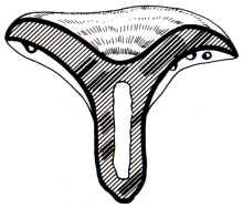 En el dibujo, se ha querido evidenciar donde el látex se manifiesta de manera más vistosa con la correspondiente coloración de la carne.