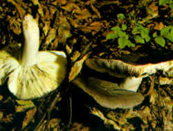 Variantes de la especie: Es muy variable en el color del sombrero. Los ejemplares presentados tendían al color azul-verdusco. Se notan, de manera evidente, las laminillas de color blanco