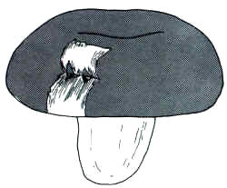 En el dibujo, se pone en evidencia la primera característica de diagnóstico que debe adoptarse para reconocimiento de esta especie: separar la cutícula del sombrero y hacer visible el pigmento esfumado de color ciclamen