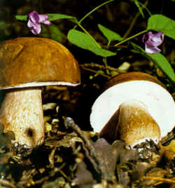 Detalles del carpóforo del Boletus aereus