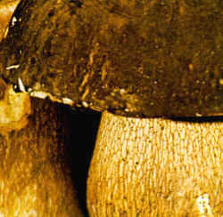 Detalles del carpóforo del Boletus aereus