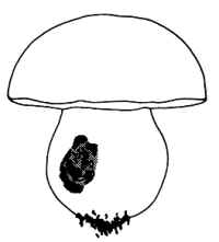 En el dibujo, se observa en blanco y negro cómo la carne de la seta puede estar invadida por larvas; en este caso las cavernas hechas por el insecto, se tiñen de rosado.