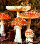 Amanita muscaria