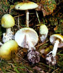 Amanita Phalloides