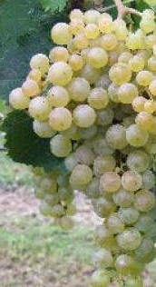 Uva Pedro Ximénez