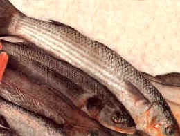 Peces redondos