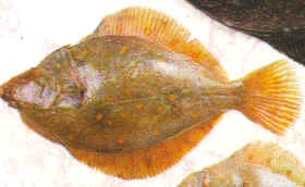 Platija
