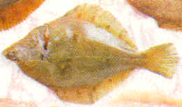 Solla