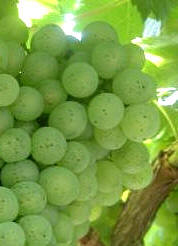 Uva treixadura
