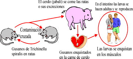 Ciclo biológico de Trichinella