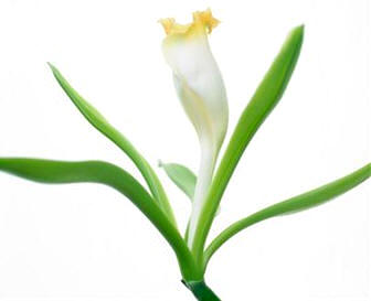 Vainilla (Vanilla planifolia)