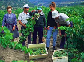 En la vendimia deben utilizarse recipientes poco profundos, para evitar que el peso "prense" prematuramente las uvas durante el transporte