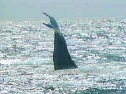 ballena