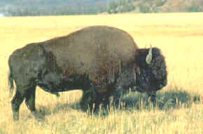 bisonte americano 
