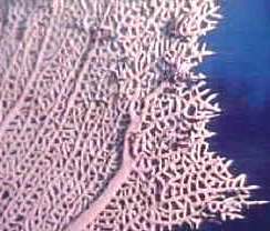 coral, joyería