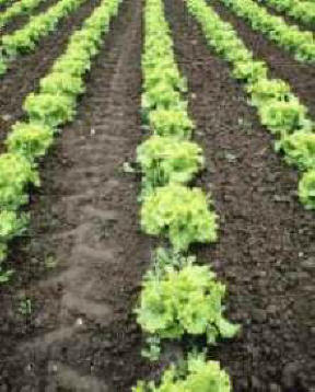 producción de cosechas, plantación