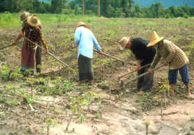 agricultura de subsistencia 
