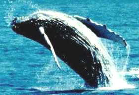 ballena jorobada 
