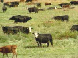 producción de ganado 