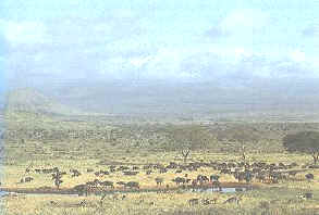 sabana Keniata 