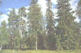 taigas 