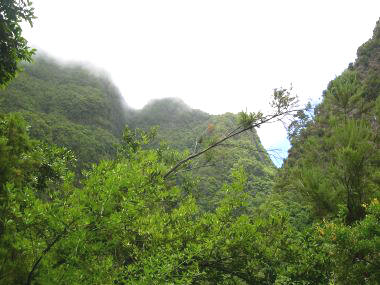 Bosque de laurisilva en la isla de La Palma