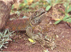 Liolaemus andinus