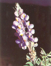 Lupinus paniculatus