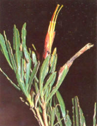 Mutisia orbygniana