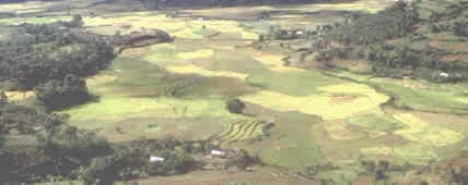 Extensión cultivada de Madagascar