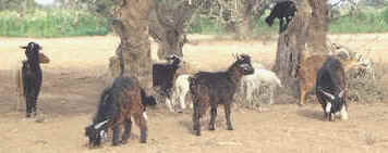 Ganadería en Marruecos