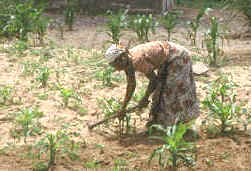 El sector agrícola constituye la base de la economía de Mozambique