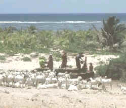 El sector ganadero de Somalia está integrado por una ganadería de tipo trashumante