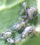 pulgón