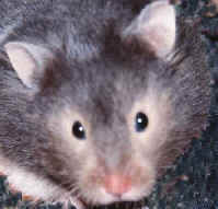 experimentación con ratas, ratones, hámsters, aves, primates...